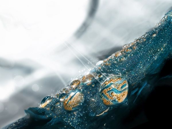 surface,droplet,light,petals,blue,shine