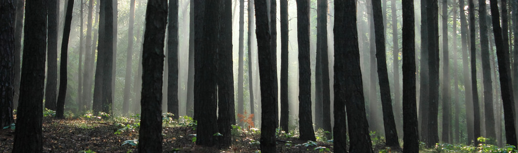 Sonnenlicht, Wald, Holz, Ast, Grün, Morgen, Nebel, Dschungel, Bambus, Regenwald, Licht, Baum, Nebel, Matin, Foret, Lumiere, Bois, Rano, Brume, Wald, Lebensraum, natürlichen Umgebung, Atmosphärisches Phänomen, Holzige Pflanze, Ökosystem, Pflanzenstamm, Les, Svetlo, Jitro