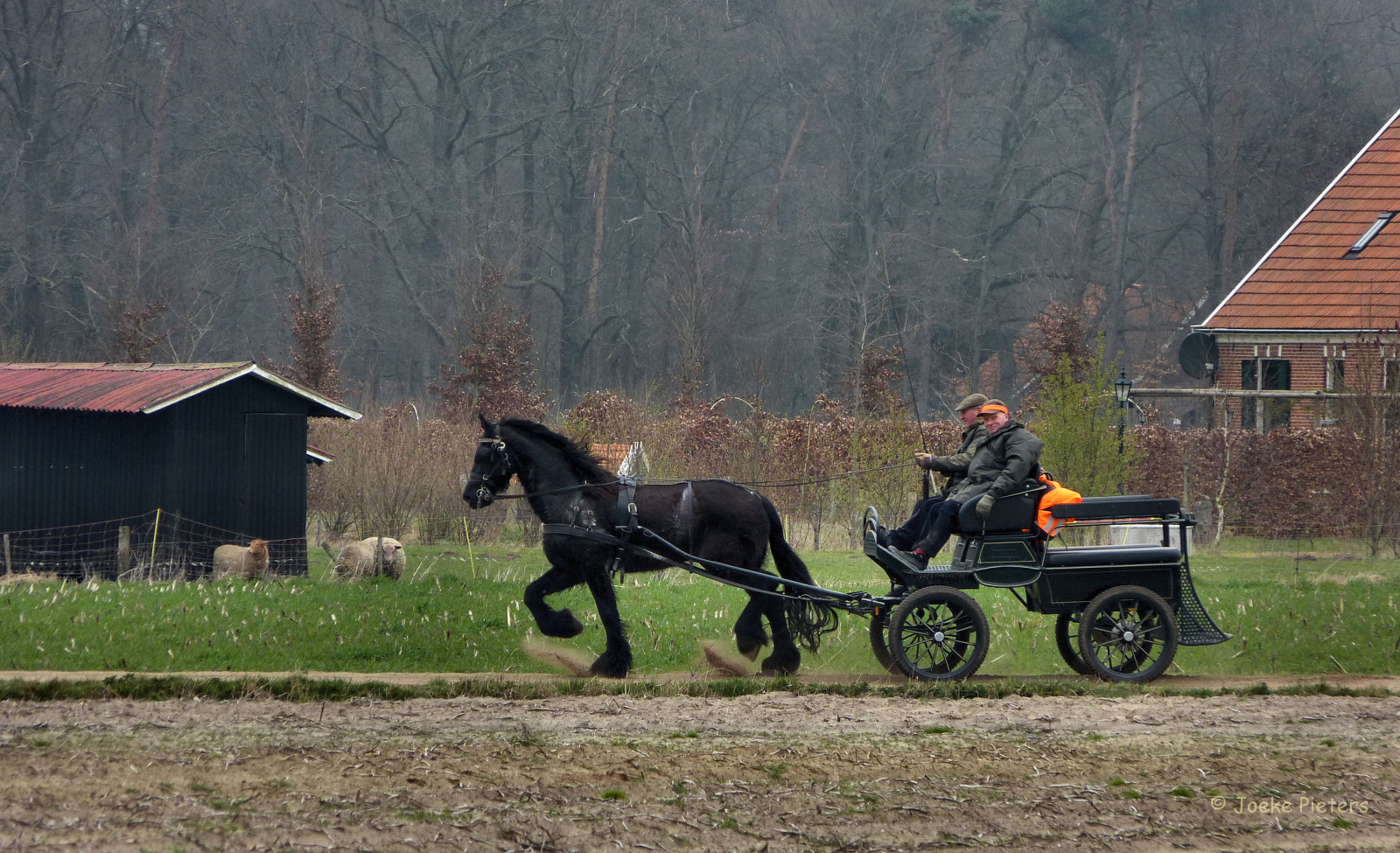 krajina, kůň, tráva, vozidlo, pole, hospodařit, Nizozemí, vozík, Hranolky, Holandsko, strom, lučina, rostlina, pastvina, vagón, kobyla, nederland, platinumheartaward, Winterswijk, Gelderland, vozík, panasonicdmcfz150, venkov, druh dopravy, kůň jako savci, hřebec, pack animal, Achterhoek, koňské postroje, kočí, Kůň a buggy, Paard, Rijtuig, Friesian, Vossenveld, 1140354, Scholtenpadratum