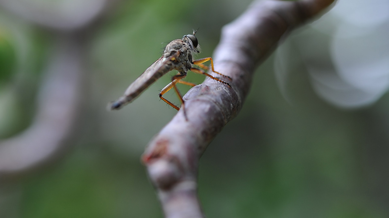 natur, fotografi, makro, gren, insekt, grön, vilda djur och växter, Flyga, blomma, trollslända, flora, fauna, närbild, makrofotografering, ryggradslös, artropod, membran bevingade insekt, sländor och damseflies