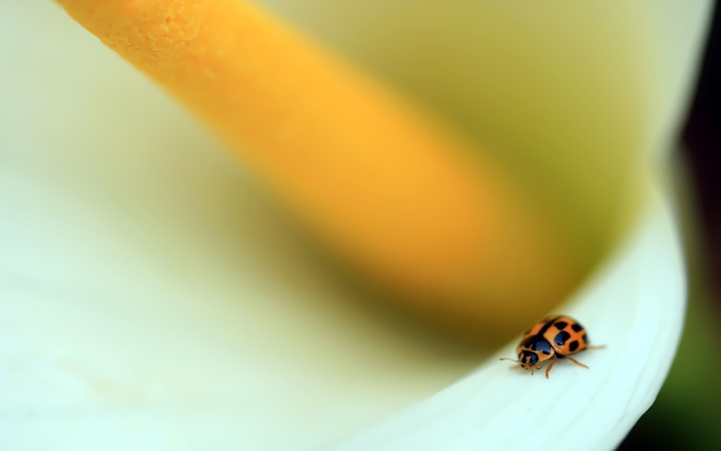 Wallpaper closeup, yellow, Beetle, ladybird, finger, pest, 1440x900