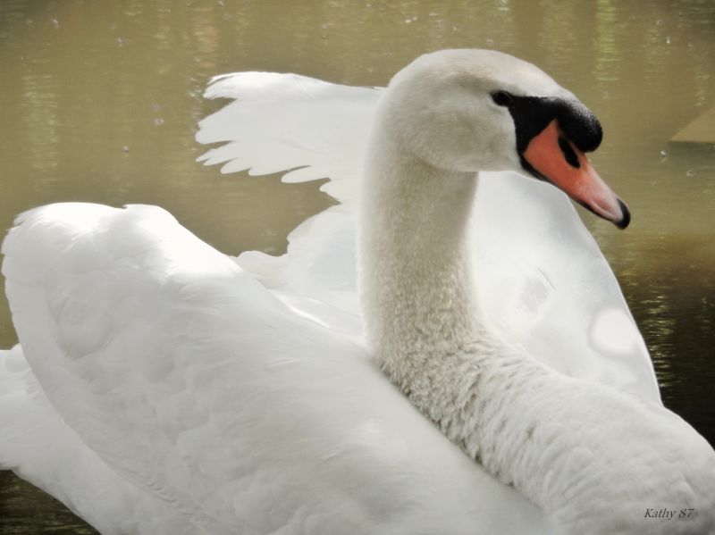 cygne,joutsen