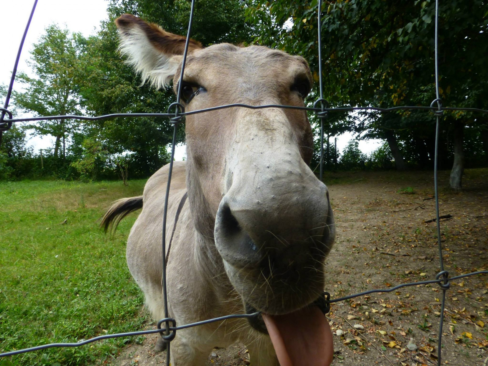 zvěř, kůň, Volně žijících živočichů, zoologická zahrada, osel, Safari, kobyla, fauna, savec, dobytek, jako je savec, kůň jako savci, hřebec, pack animal