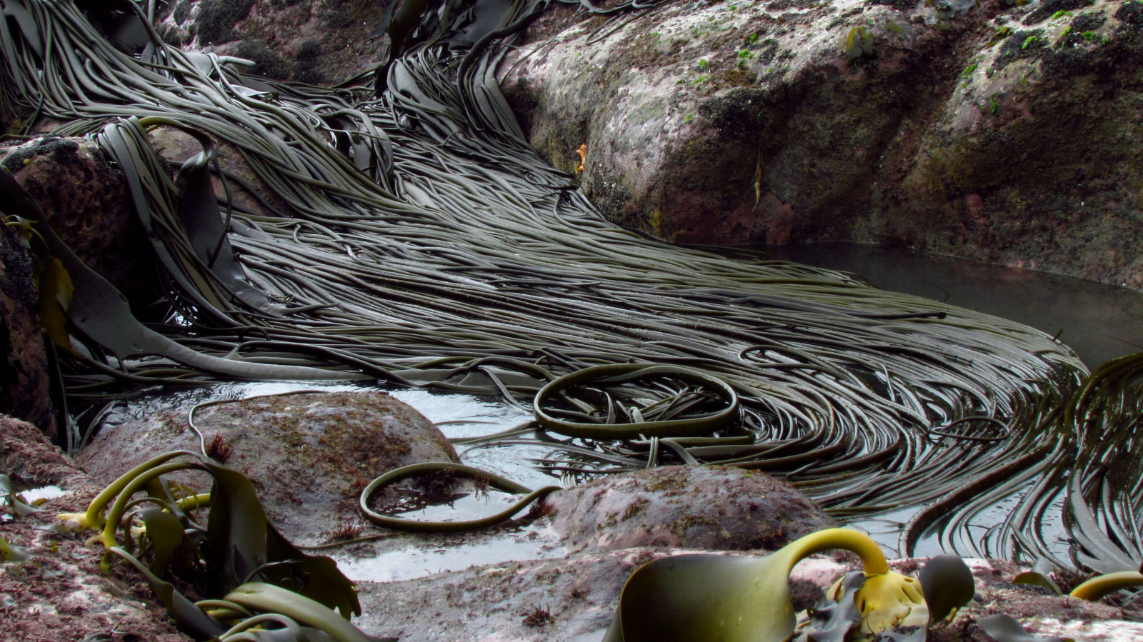 voda, organismus, strom, Skála