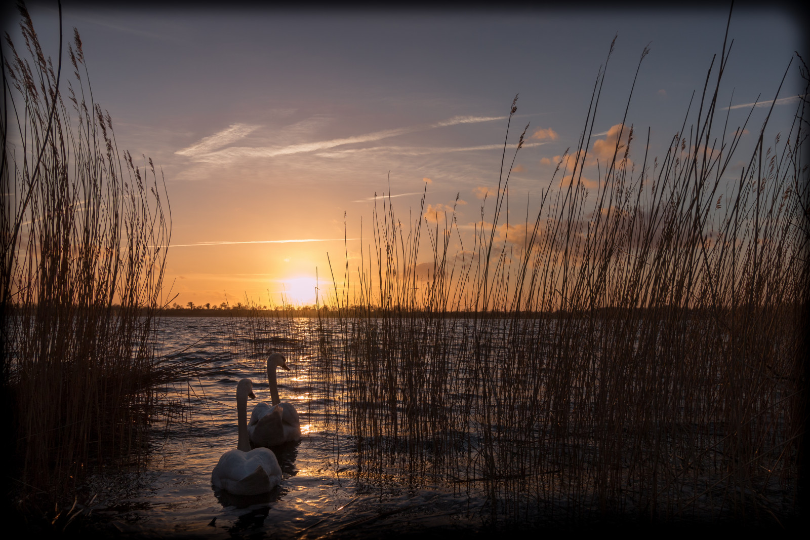 západ slunce, slunce, jezero, vidět, labuť, sonnenuntergang, labutě, syn, Schwan, schw ne, P nitzer