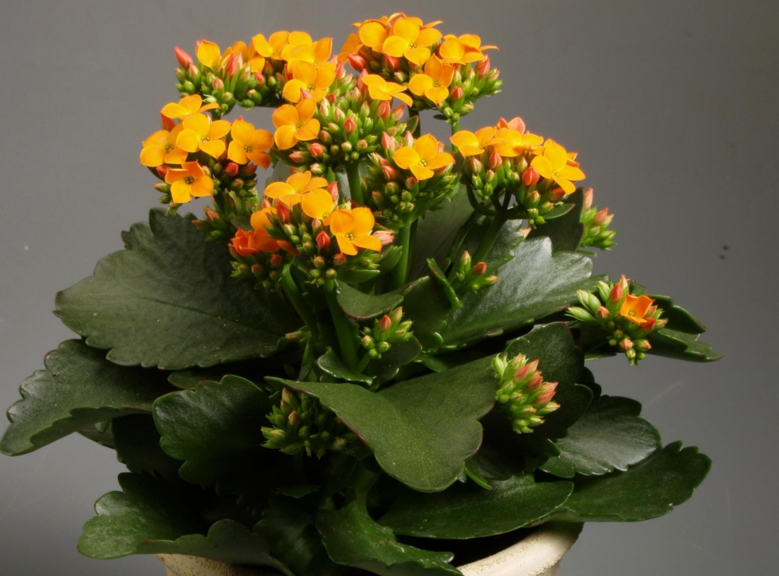 květ, rostlina, krytý, hrnec, kvetoucí, suchozemská rostlina, kvetoucí rostlina, jednoletá rostlina, floristika, aranžování květin, květinový vzor, fialová rodina, kalanchoe