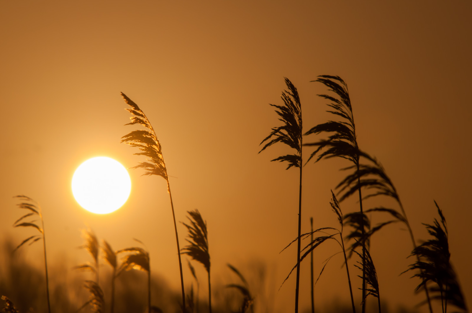 slunečnímu záření, krajina, západ slunce, Příroda, tráva, nebe, pole, silueta, svítání, večer, ráno, slunce, horizont, Nikon, soumrak, 2015, Holandsko, romantika, rákos, světlo, svítání, rostlina, D300S, oostvaardersplassen, atmosférický jev, kvetoucí rostlina, astronomický objekt, tráva rodina, arecales