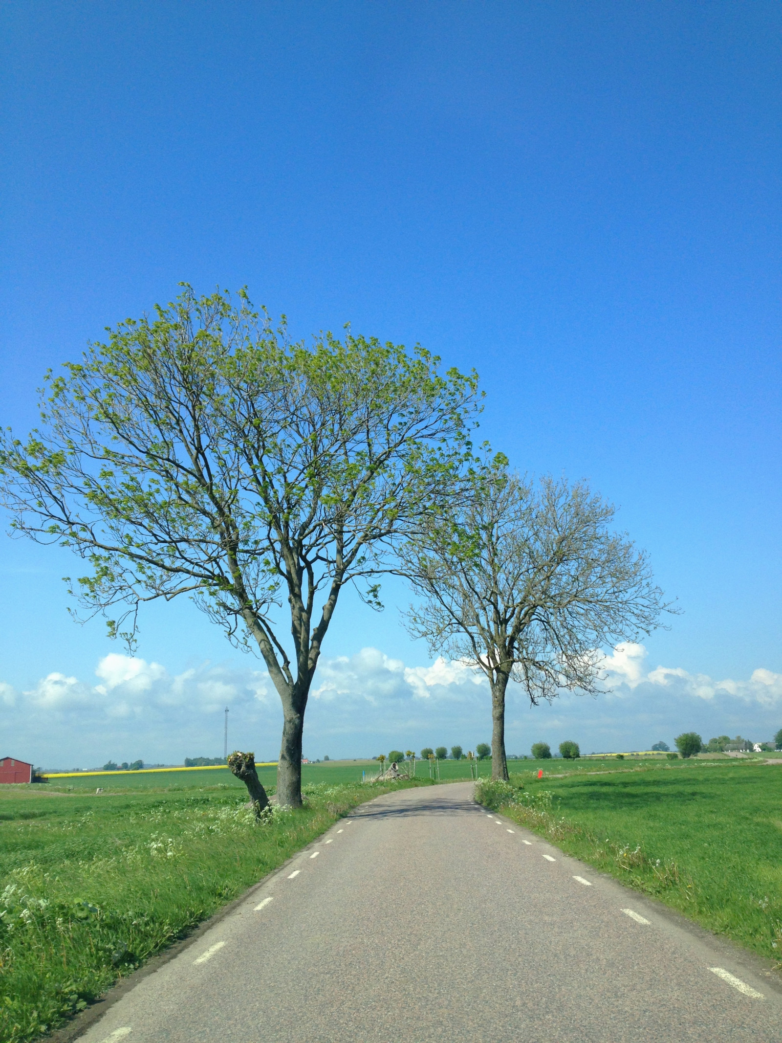 krajina, kopec, Příroda, tráva, nebe, pole, silnice, ráno, horizont, Dálnice, infrastruktura, mrak, strom, květ, lučina, rostlina, tři, soderslatt, louka, prostý, prérie, venkov, dřevina, road trip
