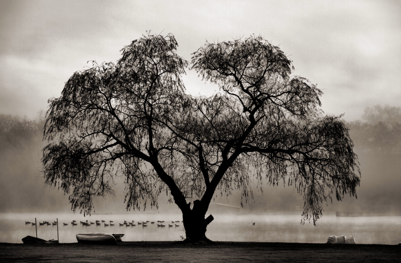 slunečnímu záření, podzim, černobílý, jezero, Příroda, větev, ráno, mlha, květ, Michigan, mrak, strom, podzim, mlha, list, květ, rostlina, anawesomeshot, aplusphoto, superaplus, atmosférický jev, Černý a bílý, monochromatické fotografování, dřevina, Grand Rapids