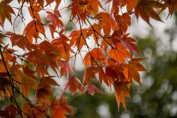 sunlight, branch, tree, autumn, leaf, plant