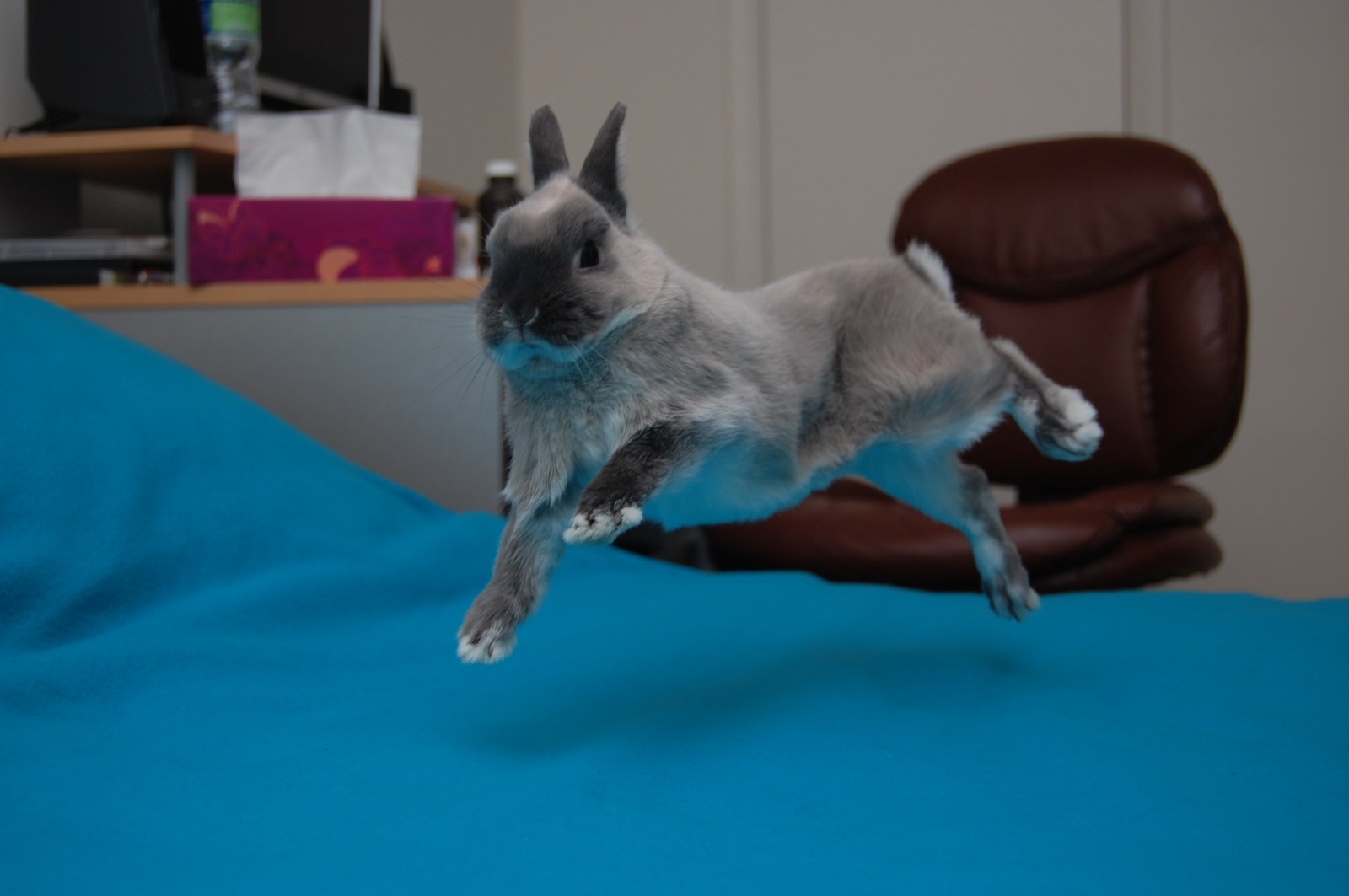 Wallpaper rabbit, bunny, jump, jumping, dwarf, netherland, billy