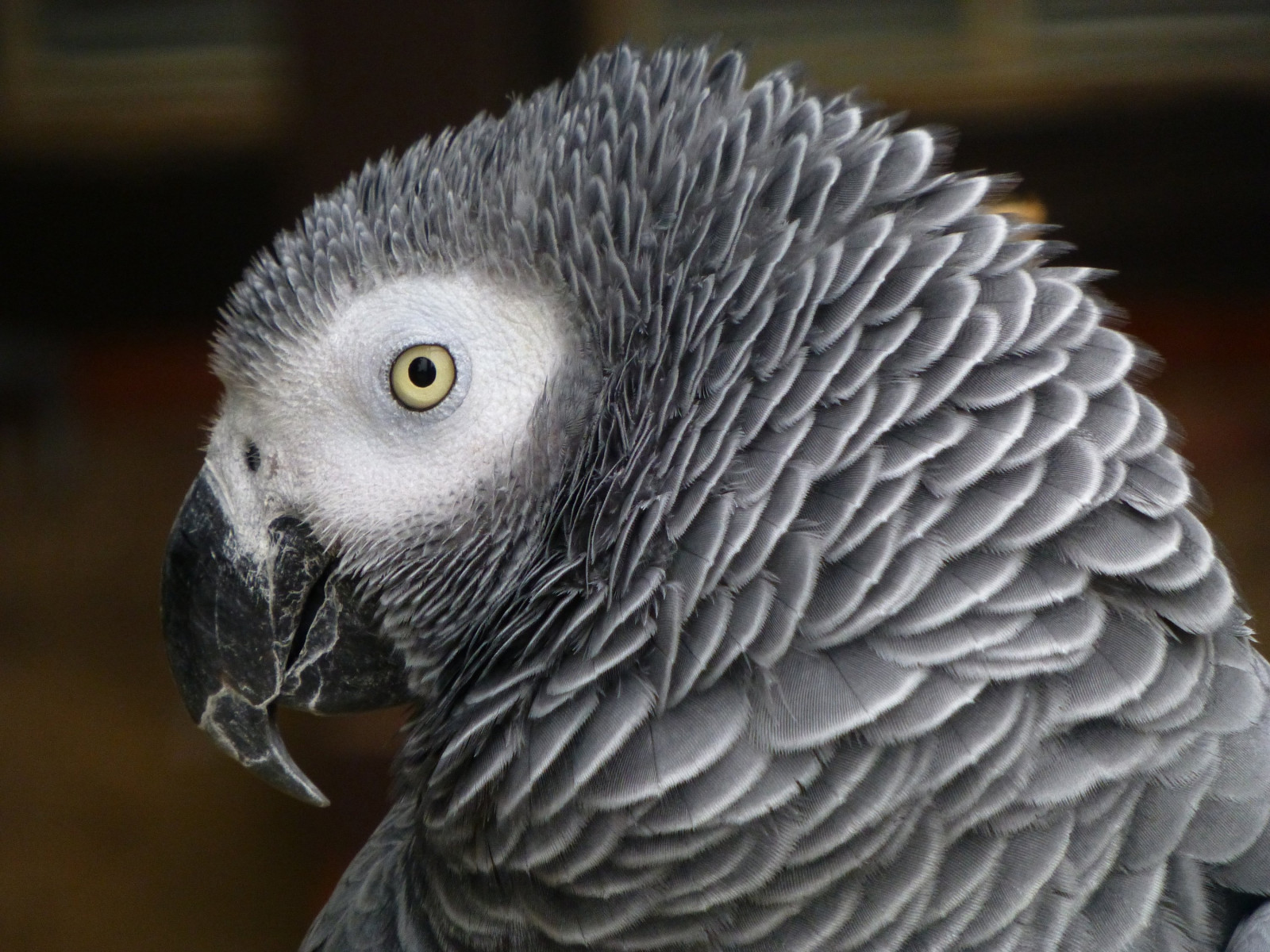 3000x2250 px, animali, uccelli, capo, pappagalli, sfondi