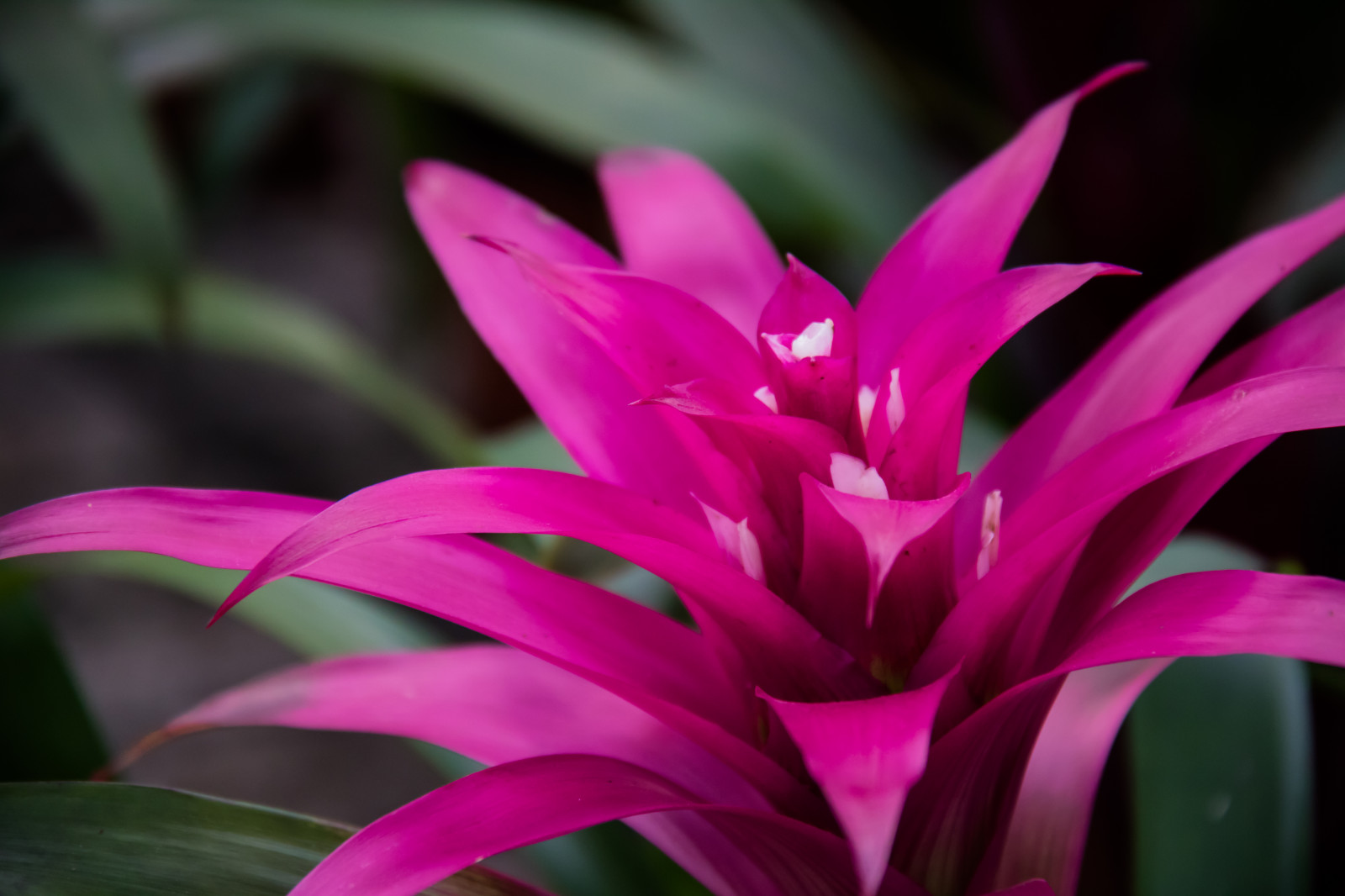 fotografia, fiorire, rosa, fiore, pianta, flora, blomma, petalo, Vellinge, vellingeblomman, botanica, impianto di terra, pianta fiorita, avvicinamento, fotografia macro