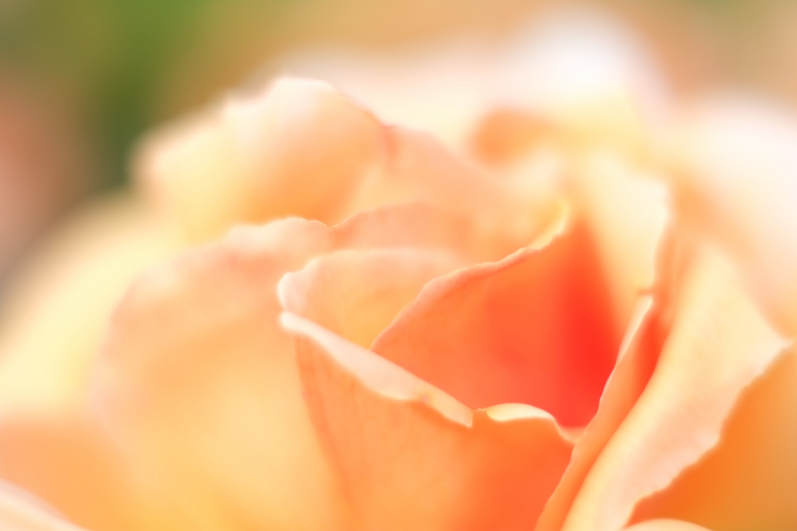 Fotografie, Gelb, Rose, Rosa, Tokio, Fujifilm, Blume, Pflanze, Blütenblatt, Fujinon, Shinjuku, Xpro1, Xf, Xf35mmf14r, X, Shinjukugyoen, Xf35mm, Mcex, Mcex11, Landanlage, blühende Pflanze, Nahansicht, Makrofotografie, Pflanzenstamm, Gartenrosen, Rose Familie, Stieg bestellen