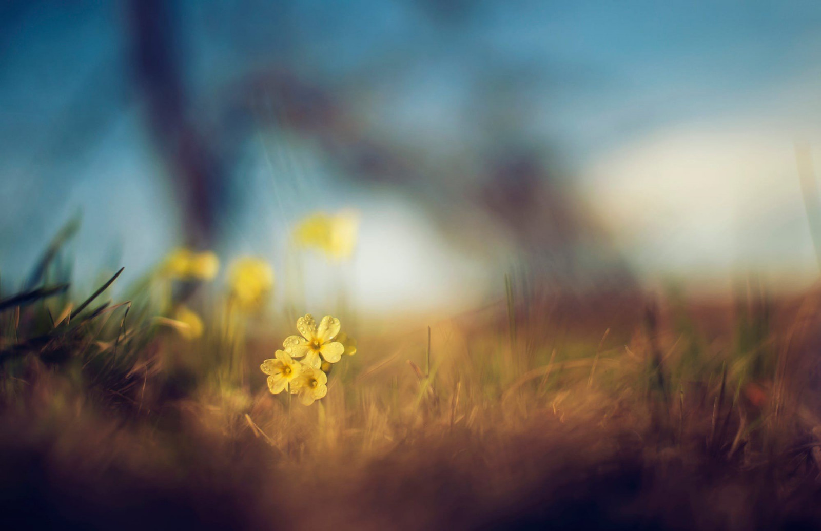 2000x1294 px, Profondeur de champ, herbe, Macro, la nature, Fleurs jaunes