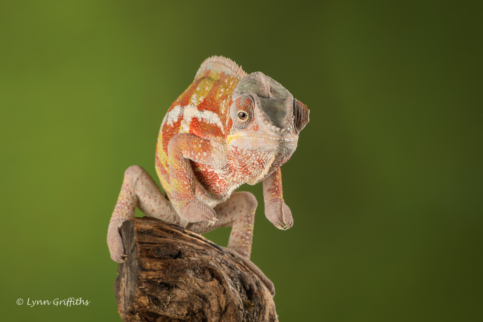 fauna, chameleón, plaz, Igvaja, makro fotografie, ještěrka, organismus, zmenšen plazů, africký chameleon, terrestrial animal, zobák