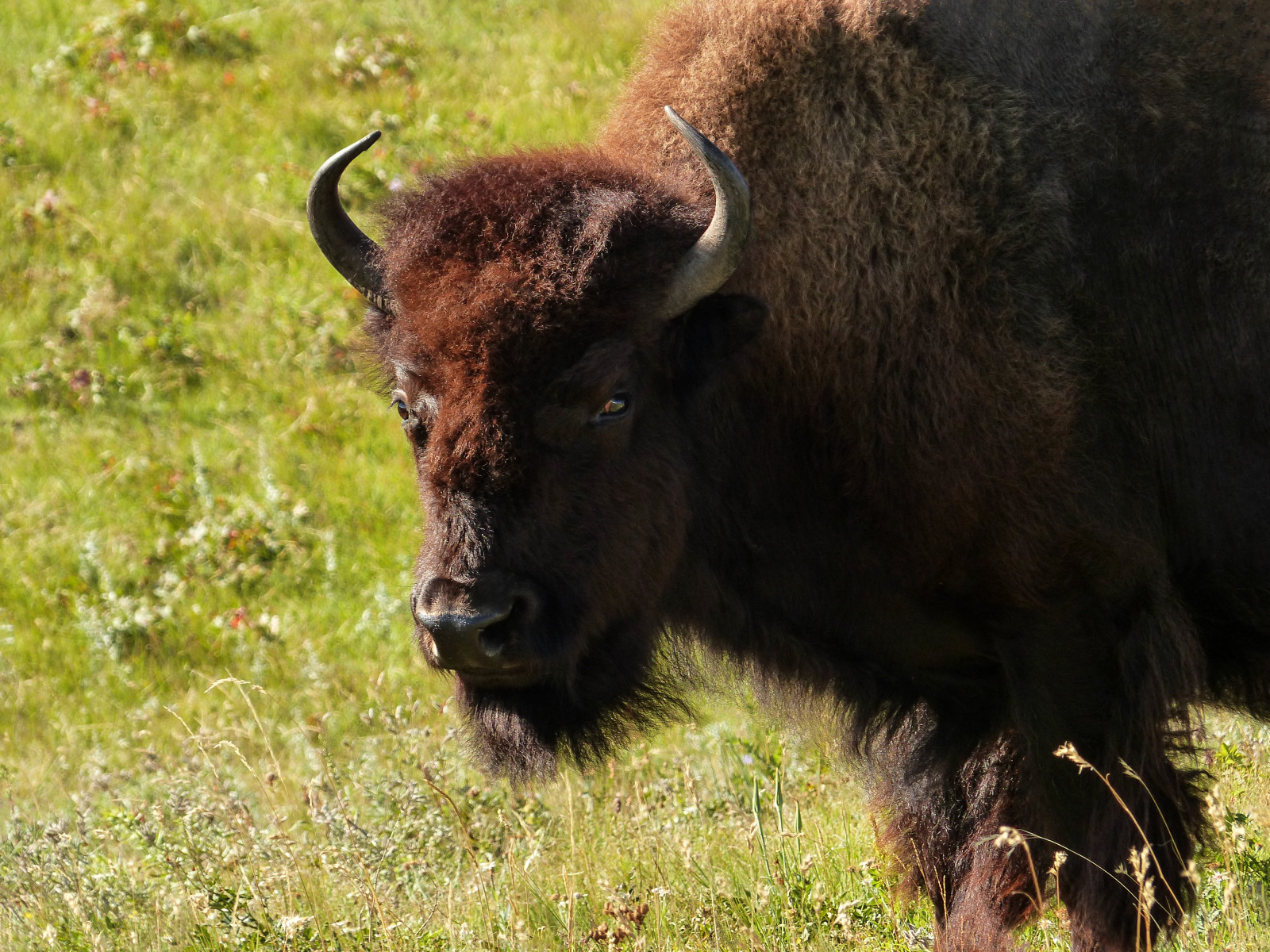 divoký, Kanada, Příroda, tráva, zvíře, lumix, zajímavost, buvol, zavřít, Volně žijících živočichů, prozkoumat, Alberta, divoké zvíře, boční pohled, bizon, stádo, chráněný, padok, Bisonpaddock, watertonlakesnationalpark, Orderartiodactyla, Familybovidae, annkelliott, anneelliott, Plainsbison, Frontsideview, Genusbison, fz200, Statusnearthreatened, Sofcalgary, 3hodinová jízda, Druh bisonbison, Subspeciesbisonbisonbison, Explore2014september28