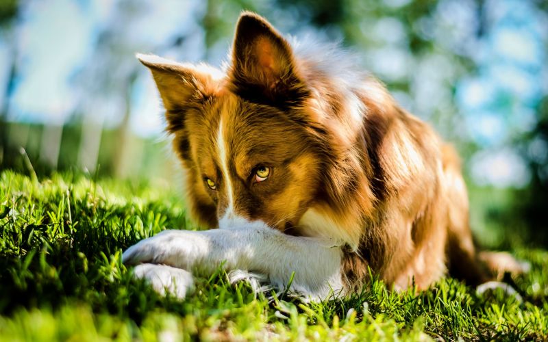 Tiere, Tiefenschärfe, Gras, Hund, Bokeh, Welpe Tiere, Tiefenschärfe, Gras, Hund, Bokeh, Welpe