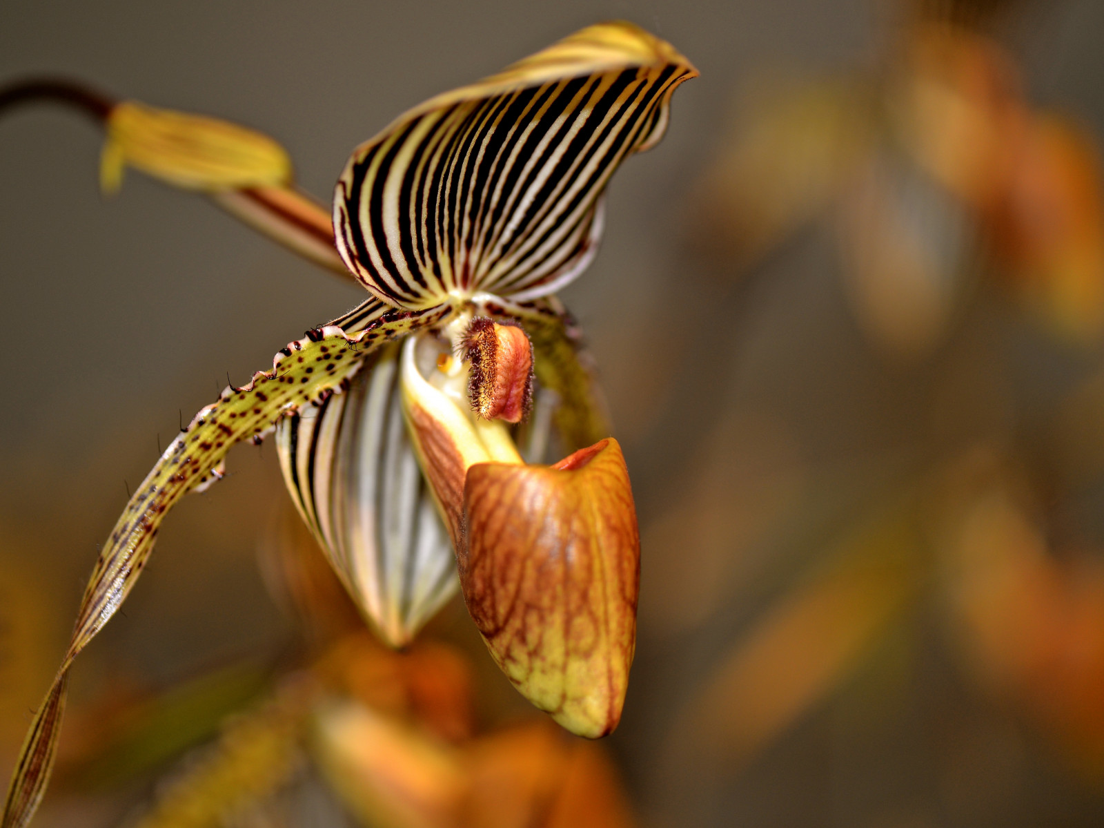 Černá, květiny, zahrada, Příroda, orchideje, zima, fotografování, žlutý, hnědý, oranžový, Nikon, bokeh, zlato, Illinois, 2015, pruhy, Chicago, Únor, podzim, list, květ, rostlina, oko, orchidej, flóra, il, okvětní lístek, Středozápad, proužek, botanika, suchozemská rostlina, kvetoucí rostlina, zblízka, makro fotografie, závod stonek, Glencoe, nikond610, chicagoist, botanické, Severní pobřeží, CBG, Cook County, ladyslipper, Paphiopedilum, orchidshow, ladysslipper, chicagobotanicgarden, ladysslipperorchid, nikon105mm, ladyslipperorchid, nikon105, paphiopedilumsaintswithin, orchidshow2015