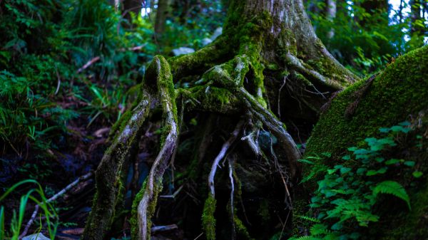 plant,plant community,ecoregion,Natural landscape,wood,branch