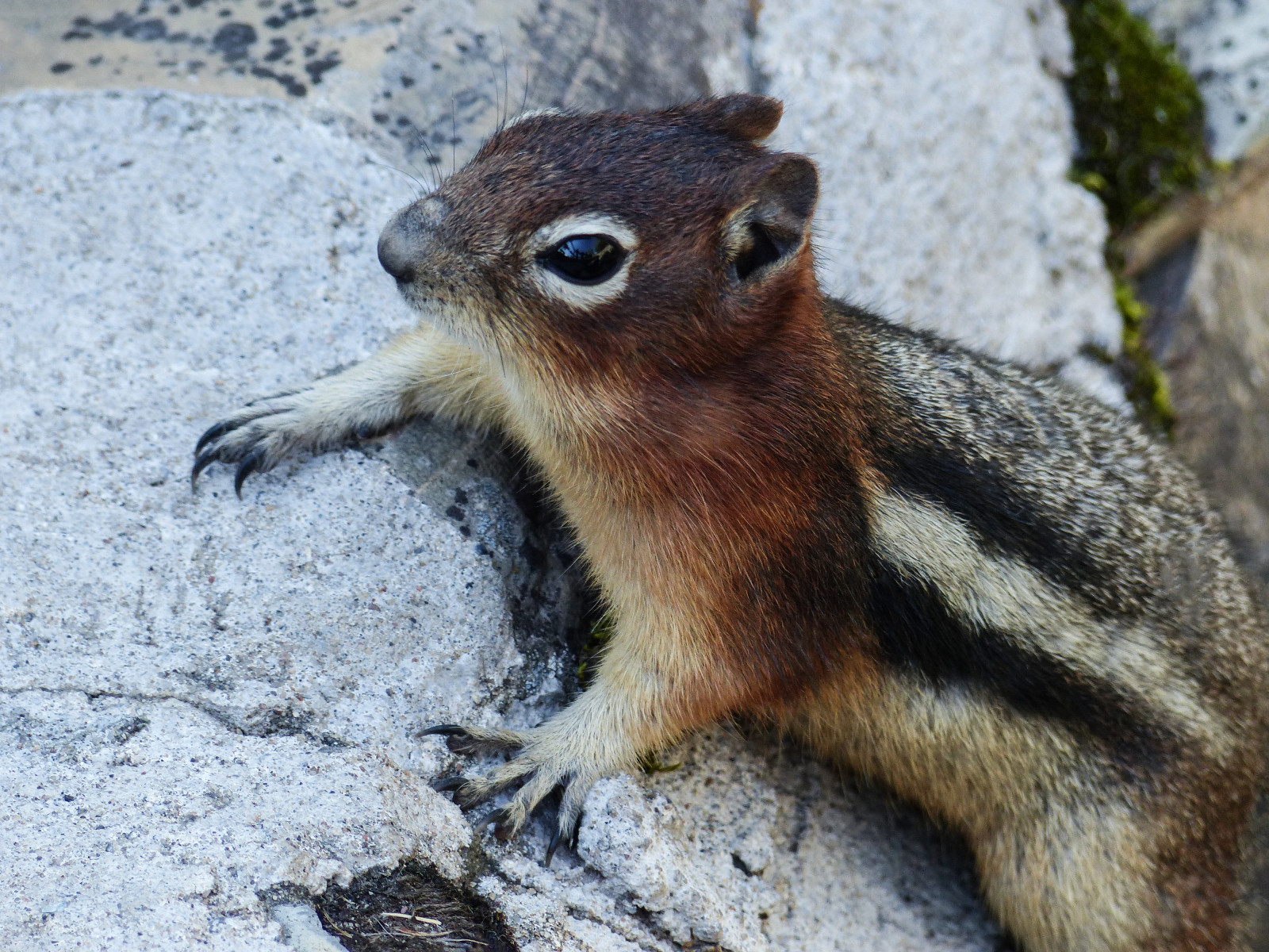 divoký, Kanada, Příroda, zvíře, savec, hlodavec, Volně žijících živočichů, malý, Alberta, divoké zvíře, boční pohled, Rodentia, Cameronfalls, Zlaté květy, watertonlakesnationalpark, southernalberta, Spermophiluslateralis, Familysciuridae, Horolezectví, Genusspermophilus, Nearcanadausborder, Chipmunklike