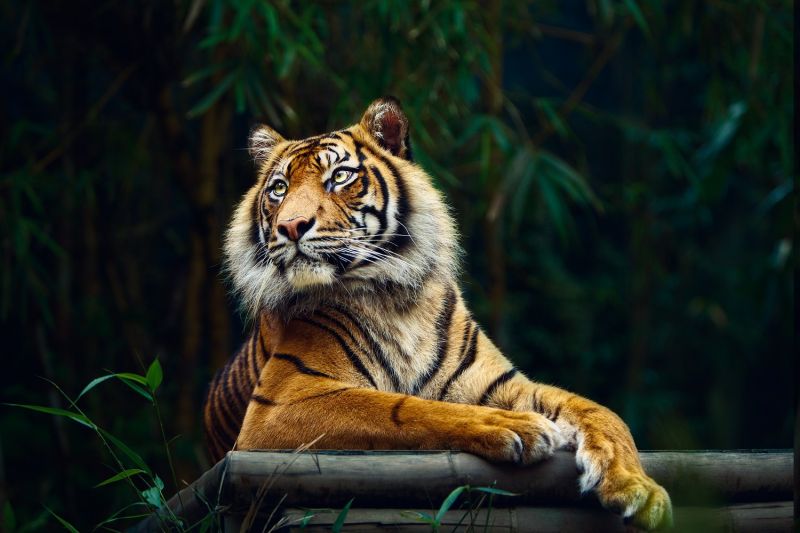 zvěř, Příroda, tygr, Volně žijících živočichů, velké kočky, zoologická zahrada zvěř, Příroda, tygr, Volně žijících živočichů, velké kočky, zoologická zahrada