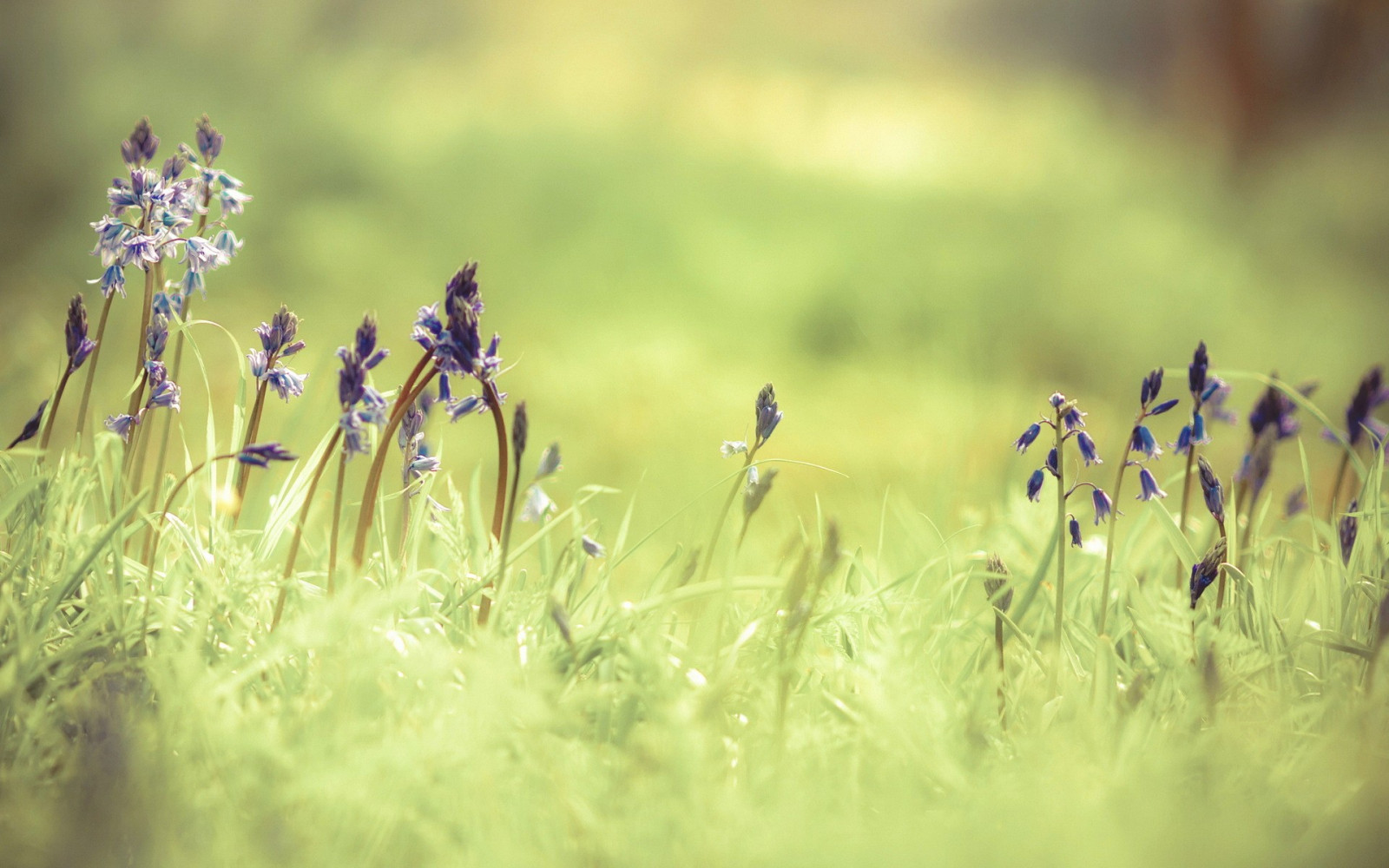 แสงแดด, น้ำ, ธรรมชาติ, หญ้า, พืช, ฟิลด์, การถ่ายภาพ, สีเขียว, ลาเวนเดอร์, ใบไม้, ดอกไม้, ปลูก, พืช, ทุ่งหญ้า, ดอกไม้ป่า, สนามหญ้า, ทุ่งหญ้า, พฤกษศาสตร์, โรงงานที่ดิน, พืชดอก, ใกล้ชิด, การถ่ายภาพมาโคร, ครอบครัวหญ้า, ต้นกำเนิด