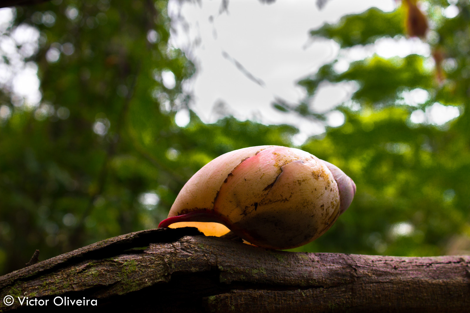 sollys, landskab, Skov, natur, afdeling, grøn, blomst, træ, efterår, blad, blomst, plante, flora, fauna, skov, fremstille, botanik, jord plante, blomstrende plante, vedplante, tæt på, makrofotografering