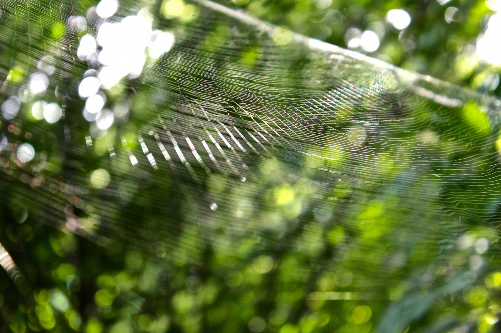 pavoučí síť, vegetace, list, flóra, strom, Volně žijících živočichů, slunečnímu záření, tráva, voda, větev, les, deštný prales, vlhkost, džungle, jaro, opadavý, bezobratlý