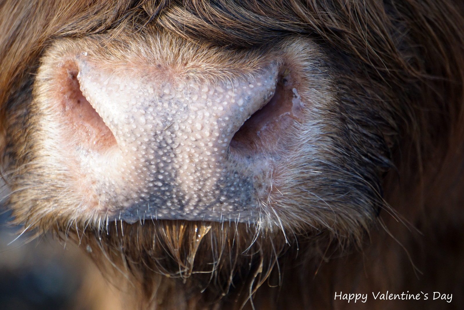 Emsland, highlandrind, schnute, valentinsday, hof, venkovní, únor, 2017