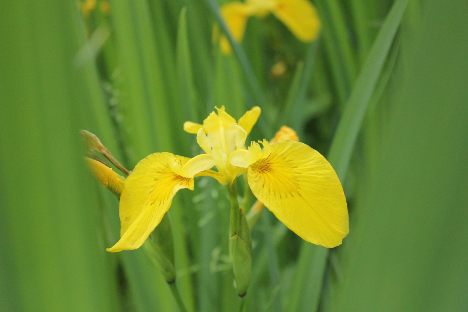 zelená, žlutý, Duhovka, květ, rostlina, narcis, flóra, louka, divoká rostlina, prérie, botanika, suchozemská rostlina, kvetoucí rostlina, zblízka, makro fotografie, závod stonek, iris rodina