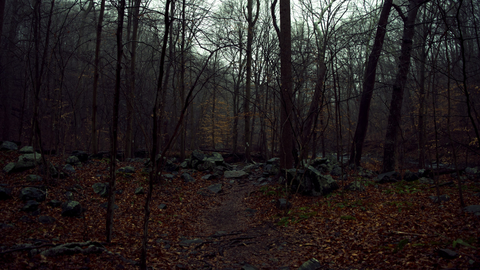 แสงแดด, ป่า, ตก, หิน, ธรรมชาติ, สาขา, เช้า, เรียบร้อย, ถิ่นทุรกันดาร, ป่า, พื้นที่ชุ่มน้ำ, ต้นไม้, ฤดูใบไม้ร่วง, ใบไม้, ฤดู, ความมืด, ภาพหน้าจอ, ป่าไม้, ถิ่นที่อยู่, สภาพแวดล้อมทางธรรมชาติ, ปรากฏการณ์บรรยากาศ, ไม้ยืนต้น, คุณลักษณะทางภูมิศาสตร์, ระบบนิเวศ, ป่าสนอ้อมกอด, Biome, ป่าเจริญเติบโตเก่า, ผลัดใบ