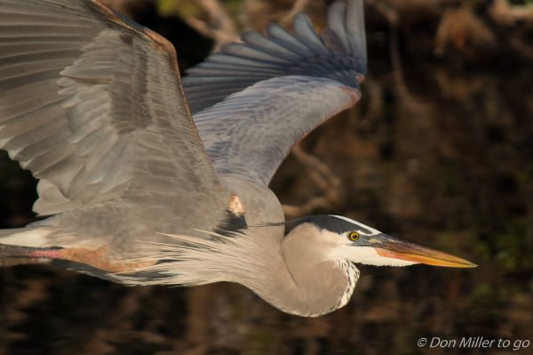 birds,nature,wildlife,beak,Florida,bird