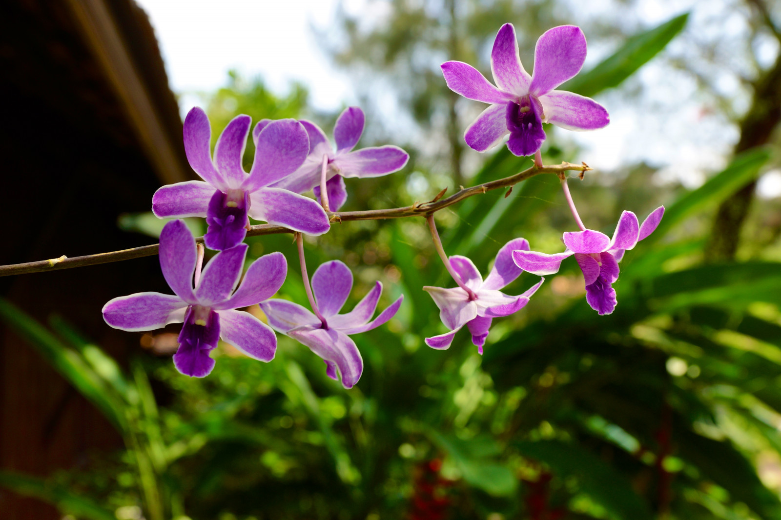 park, město, výlet, dovolená, sochařství, rostliny, jezero, dějiny, Cestovní ruch, Příroda, Thajsko, chrám, starověký, vzdělání, svatyně, Asie, bokeh, Bangkok, moderní, Buddha, buddhistické, kultura, palác, turista, historický, replika, Thai, chrámy, obnovena, téma, destinace, uchovaný, jihovýchodní, tématickém, paláce, provincie, trůn, kulturní, Samut, Muang, boran, muangboran, pradávné město, Mueang, samutprakhan, prakhan, mueangboran