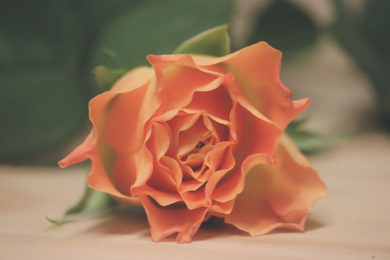 bloemen, natuur, rood, geel, roos, roze bloemen, natuur, rood, geel, roos, roze