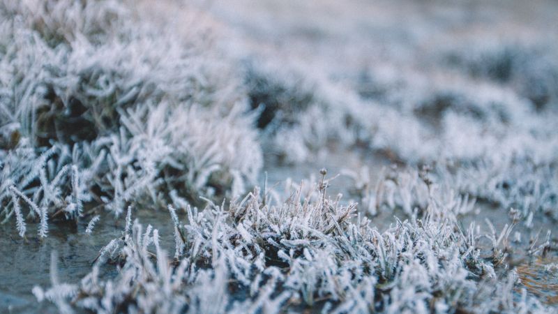 自然, 植物, ブランチ, 草, 雪, 冬
