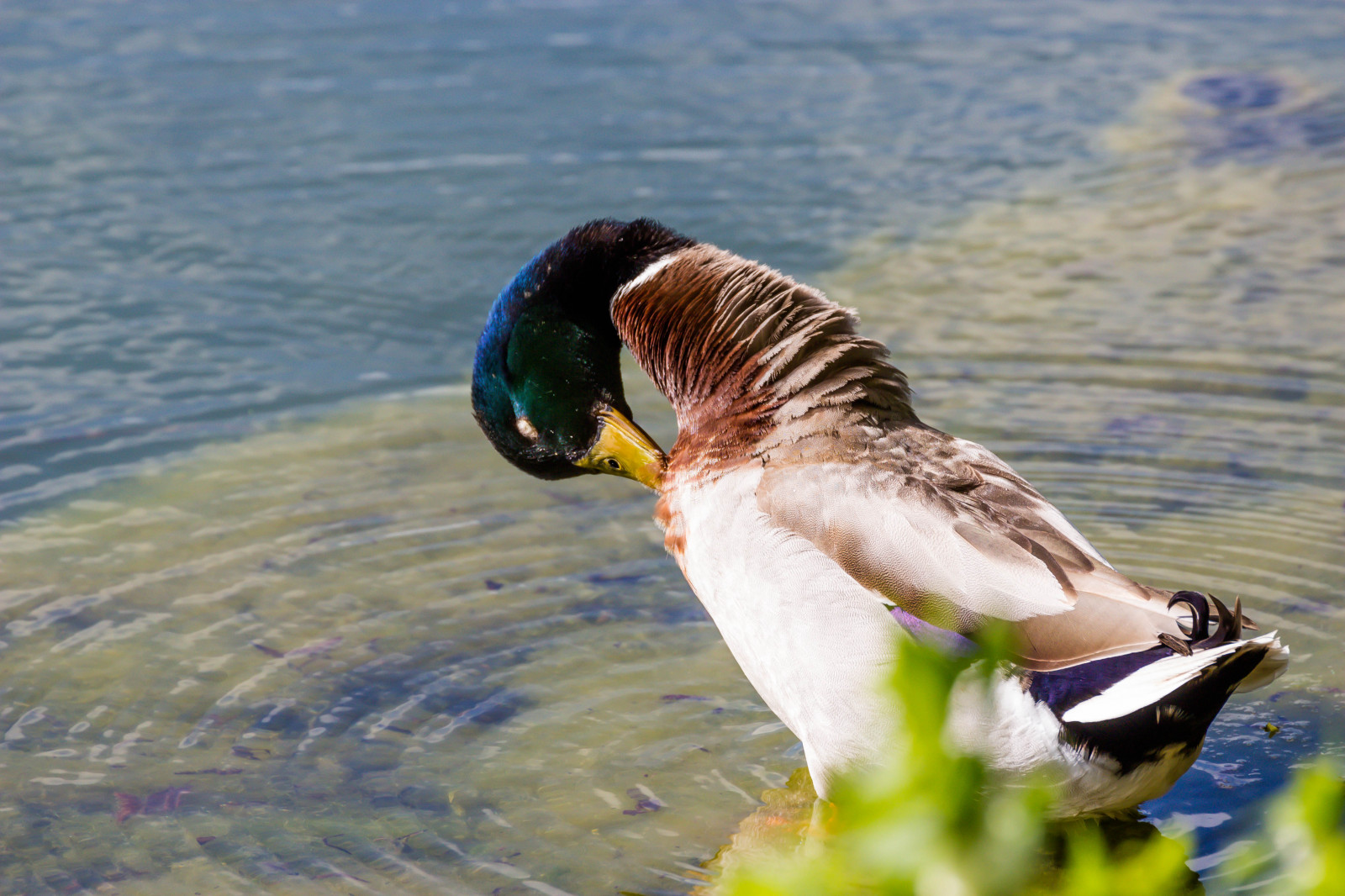 moře, voda, Příroda, Volně žijících živočichů, kachna, zobák, divoká kachna, pták, Malmo, Pildammsparken, f gel, Kamera aby kánon, geolocation, exif aby kánon, EXIF otvor 71, exif isospeed 160, EXIF ef70300mmf456lisusm čočka, exif focallength 300mm, Model fotoaparátu canoneos100d, exif modelu canoneos100d, křídlo, fauna, vodní ptáci, obratlovců, vodní pták, kachen, hus a labutě