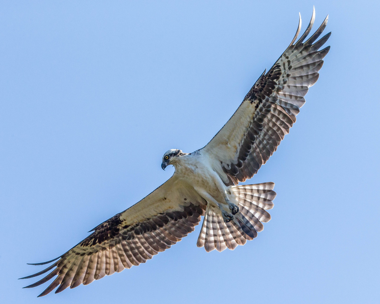 nebe, Volně žijících živočichů, dravý pták, orel, papírový drak, zobák, rybolov, Neapol, Florida, Sokol, pták, jestřáb, mořský orel, Pírko, káně, křídlo, fauna, naturethroughthelens, sup, Accipitriformes, stoupající, andymorffew, morffew, eaglelakespark