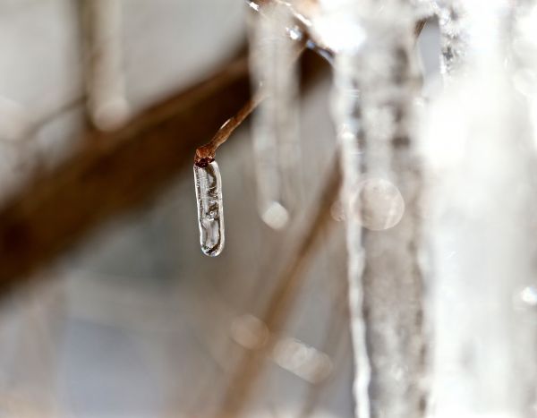 winter,ice,white,macro,branch,bokeh