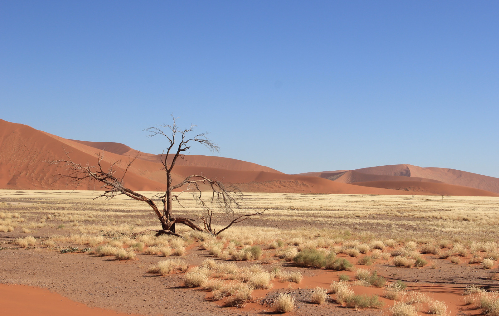 Africa, albero, natura, Canone, paesaggio, deserto, dune, duna, Namibia, Namibdesert