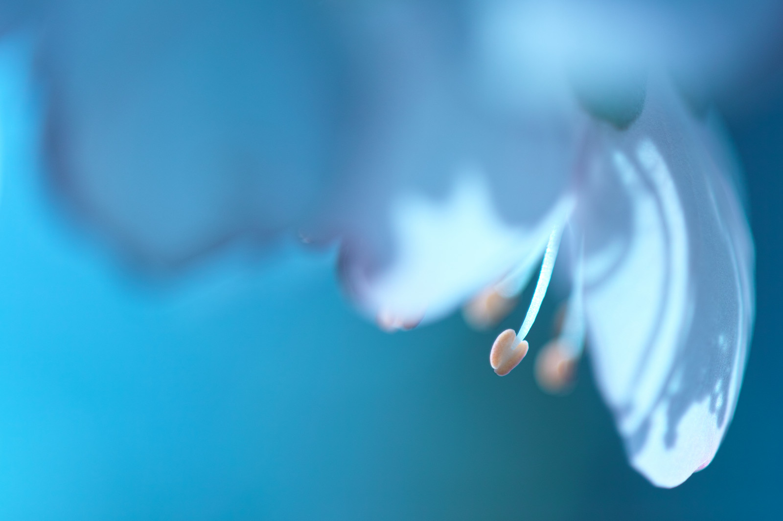 Japonsko, voda, nebe, makro, modrý, květ, květ, pokles, mandle, okvětní lístek, sigma, Foveon, počítač tapeta, zblízka, makro fotografie, zátiší fotografování, Merrill, blankyt, 150mm, sd1merrill, SD1, Sigma150mmmacro, Sigma150mmf28macro, Sigma15028macro, transparency and translucency