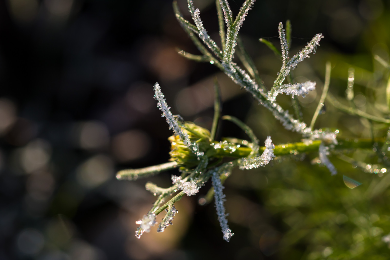 natur, græs, fotografering, makro, afdeling, grøn, kold, frost, blomst, dug, træ, blad, blomst, plante, flora, makro, natur, Kallt, exif model canoneos760d, geocountry, kamera gør kanon, geocity, kameramodel canoneos760d, geostate, geolocation, exif gøre kanon, exif isospeed 100, exif åbning 45, exif focallength 100mm, exif linse ef100mmf28lmacroisusm, wildflower, Kvist, botanik, jord plante, vedplante, tæt på, Busk, makrofotografering, fugtighed