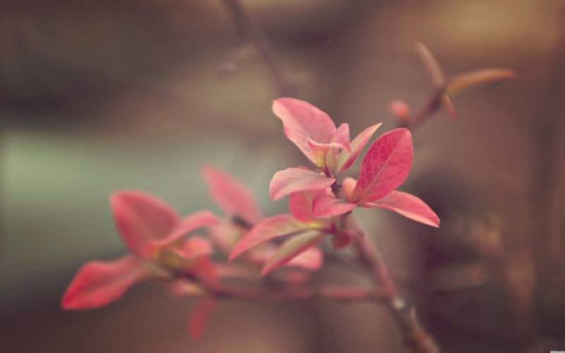 цветя, природа, червен, растения, фотография, макро цветя, природа, червен, растения, фотография, макро