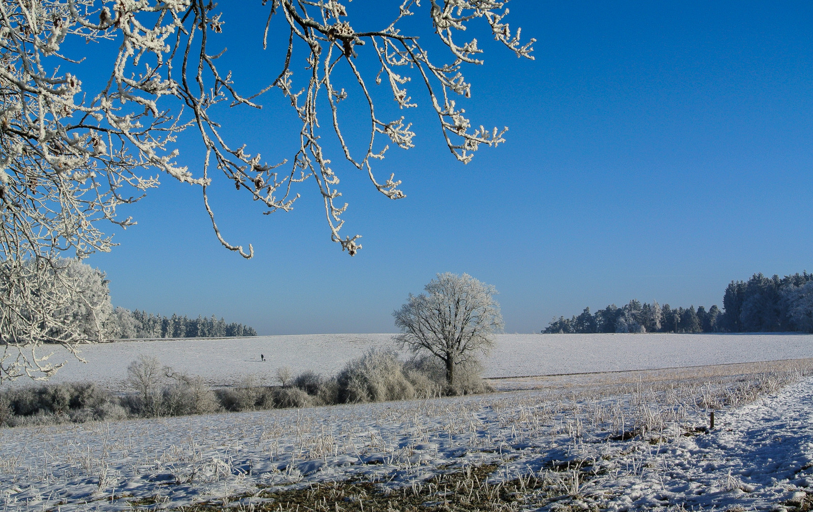 sollys, træer, landskab, natur, himmel, sne, vinter, afdeling, blå, is, morgen, frost, cherry blossom, blomst, 2015, forår, rimfrost, Fryser, tundra, træ, efterår, blomst, vejr, plante, sæson, himmel, natur, deutschland, felter, frost-, Schnee, bayern, blau, b ume, Felder, kati, nikon1v1, vedplante, raureif, Furth