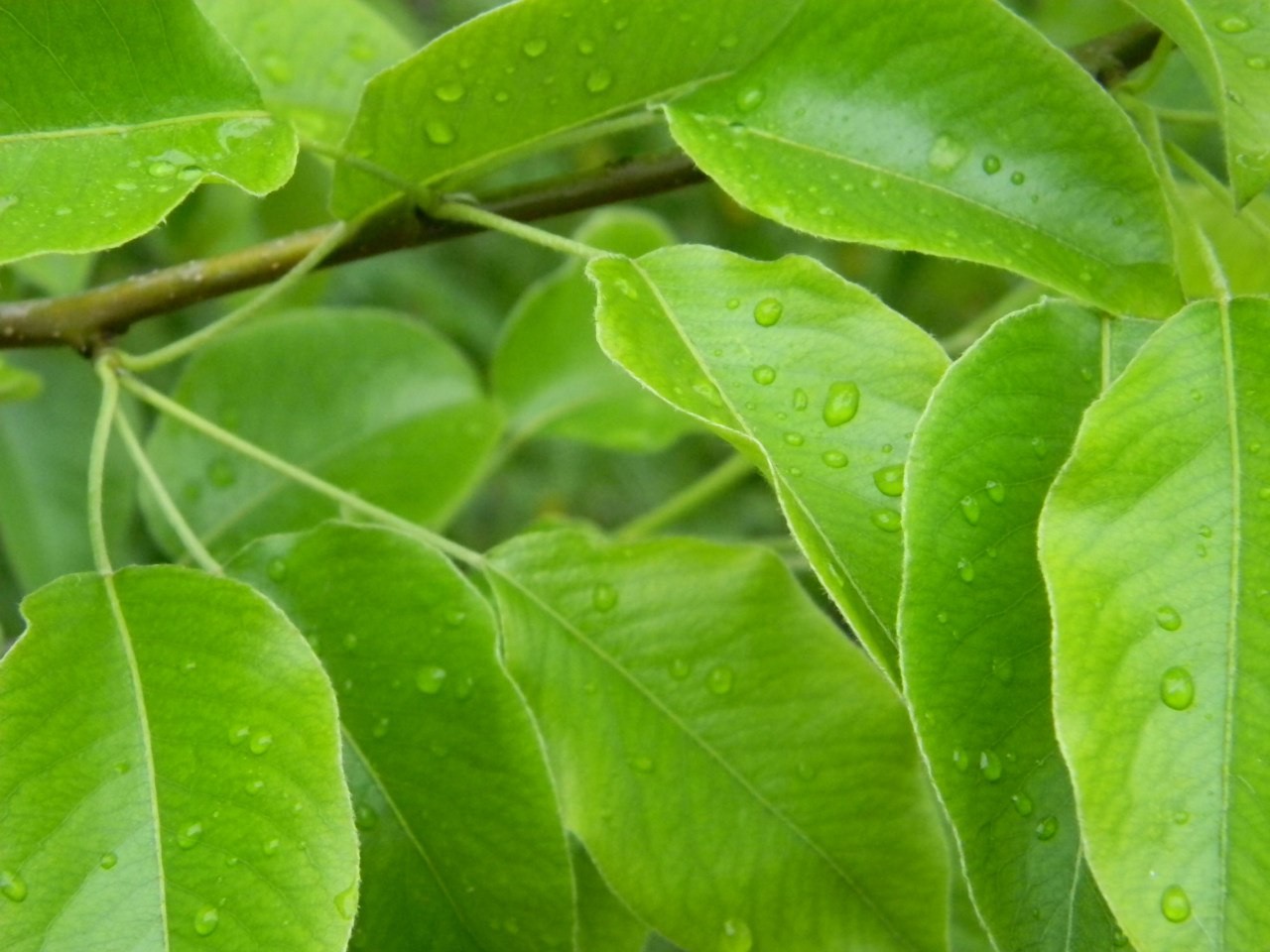 Bäume, Lebensmittel, Natur, Frucht, Grün, Kraut, Baum, Blatt, Blume, Pflanze, produzieren, Landanlage, blühende Pflanze, Holzige Pflanze, Strauch, Gemüse, Abscheulich