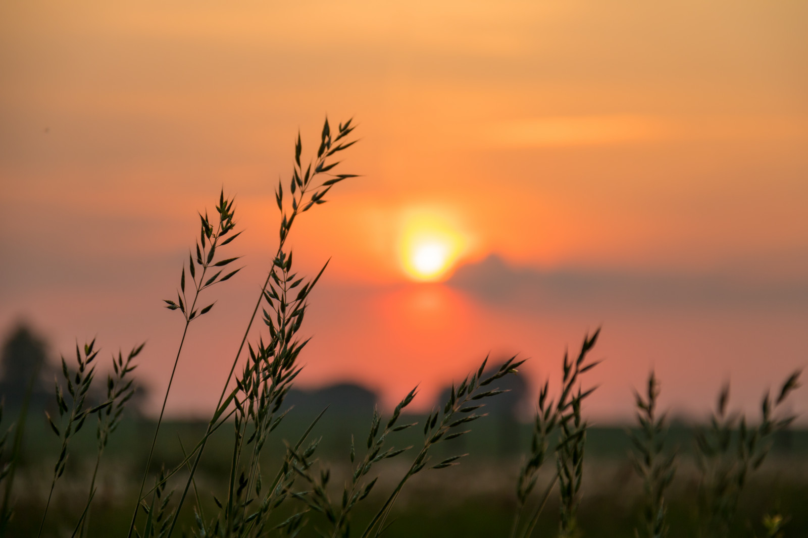sollys, solnedgang, natur, græs, himmel, Mark, solopgang, aften, morgen, Sol, horisont, skumring, Sky, blomst, daggry, græsarealer, soluppg ng, gr s, s dersl tt, eng, almindeligt, prærie, atmosfærisk fænomen, efterglød, rød himlen om morgenen, græs familie, savanne