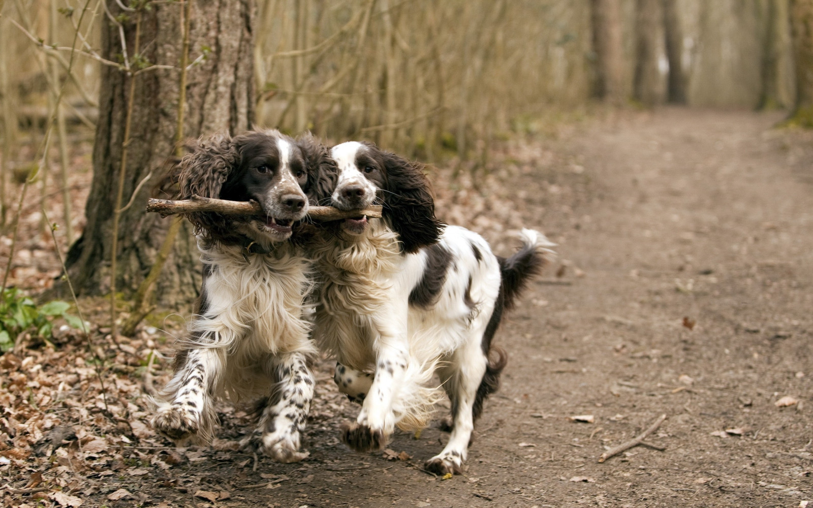 hund, par, pattedyr, Pind, legende, hund som pattedyr, setter, spaniel, Stabyhoun, english springer spaniel, fransk spaniel, welsh springer spaniel, lille m nsterl nder, drentse patrijshond, store m nsterl nder, english setter