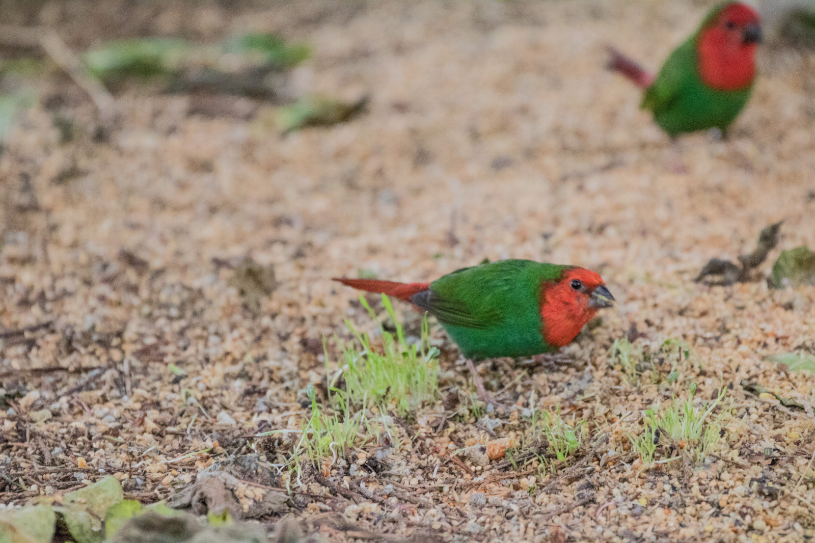 Parrots Denmark Wallpaper : nature, parrot, green, wildlife, Denmark, beak, danmark, f ...