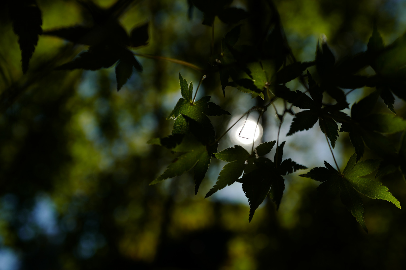 Japonsko, slunečnímu záření, les, Příroda, větev, zelená, květ, Leica, Tokio, jp, světlo, strom, podzim, list, květ, rostlina, sezóna, flóra, Shinjuku, shinjukugyoen, summilux, leicaq, summilux1728, q, 1728, botanika, suchozemská rostlina, kvetoucí rostlina, dřevina, zblízka, makro fotografie
