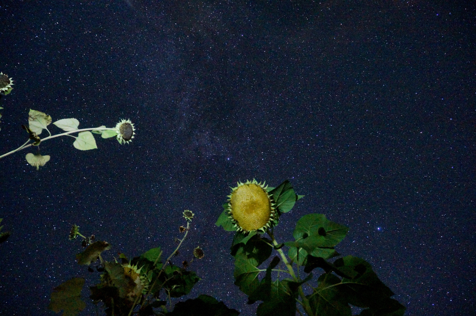 Wallpaper nightphotography, flowers, stars, sunflowers 4912x3264